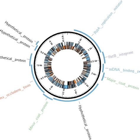 Phylogenetic Analysis Tree Of Phage V5 With Other Vibrio Phages In The