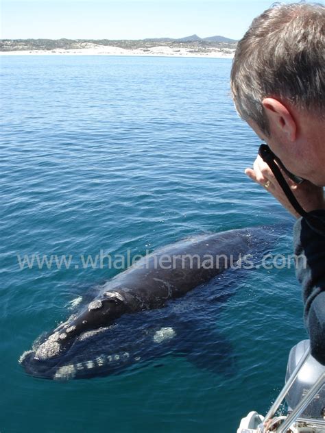 Whale Watching Season Boat Trips In Hermanus South Africa Whales