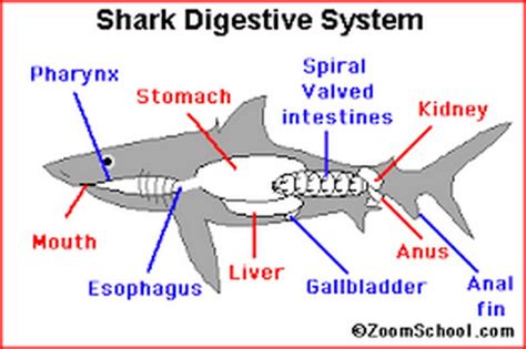 Digestion Great White Shark Turn Their Stomachs Inside