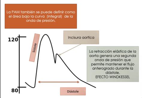 Fichas de aprendizaje Fisiología UP6 Quizlet