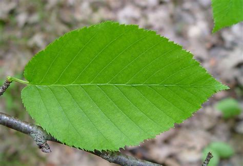 Birch Tree Leaves