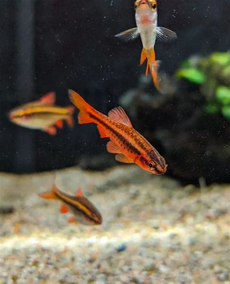 small aquarium fish breeds  freshwater tank