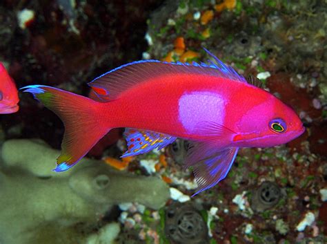 Squarespot Anthias Pseudanthias Pleurotaenia Palau Photo