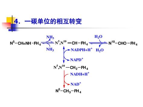 第四节 个别氨基酸的代谢 氨基酸的脱羧基作用 一碳单位 含硫氨基酸 芳香族氨基酸及 链氨基酸的代谢 Ppt Download