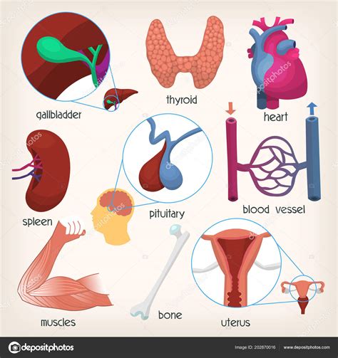 Lbumes Foto Imagen De Los Rganos Del Cuerpo Actualizar Dino