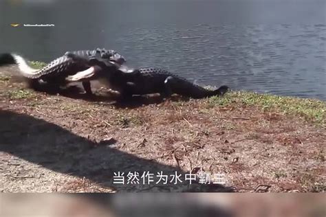 鳄鱼咬鳄鱼，直接使出“死亡翻滚”，这下嘴可够狠的啊！死亡鳄鱼翻滚