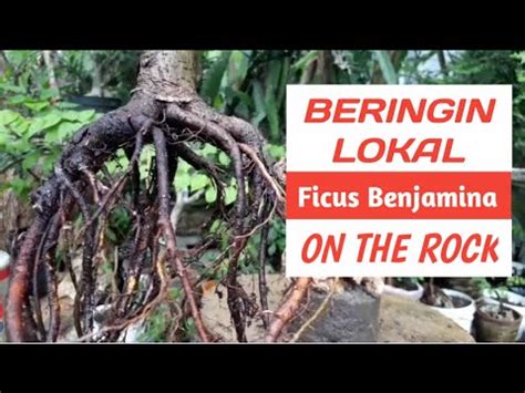 BONSAI BERINGIN LOKAL FICUS BENJAMINA ON THE ROCK YouTube