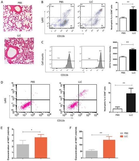 Extracellular Rnas From Lung Cancer Cells Activate Epithelial Cells And