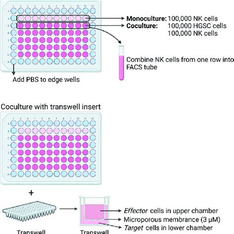 Coculture With Transwell Insert Hgsc Target Cells 100000 Cellswell