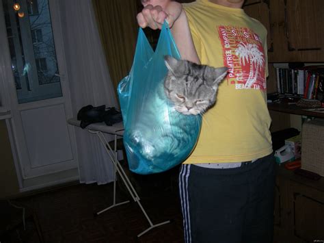 Котэ в пакете или удобный способ переноски кошек | Пикабу