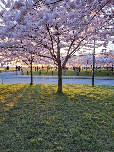 Cherry Blossoms at Sunset stock photo. Image of nature - 244555264