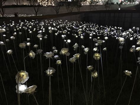 Dongdaemun Design Plaza Led Rose - Seoul, South Korea - Travel is my favorite Sport