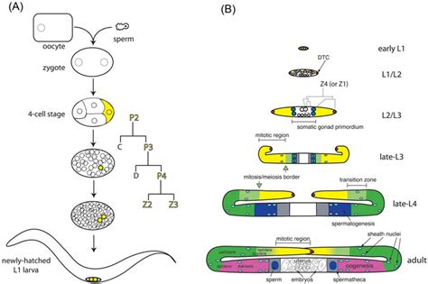 Introduction to the germ line