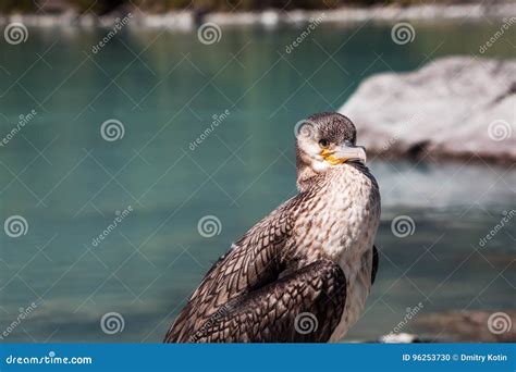 Big Cormorant Sitting On A Rock In The Lake Stock Photo Image Of