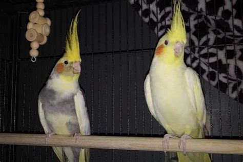 Cockatiel Pair