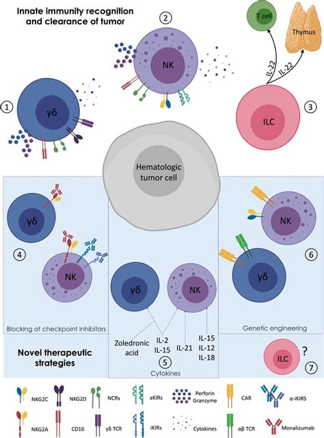 Targeting γδ T Natural Killer and Innate Lymphoid cells in