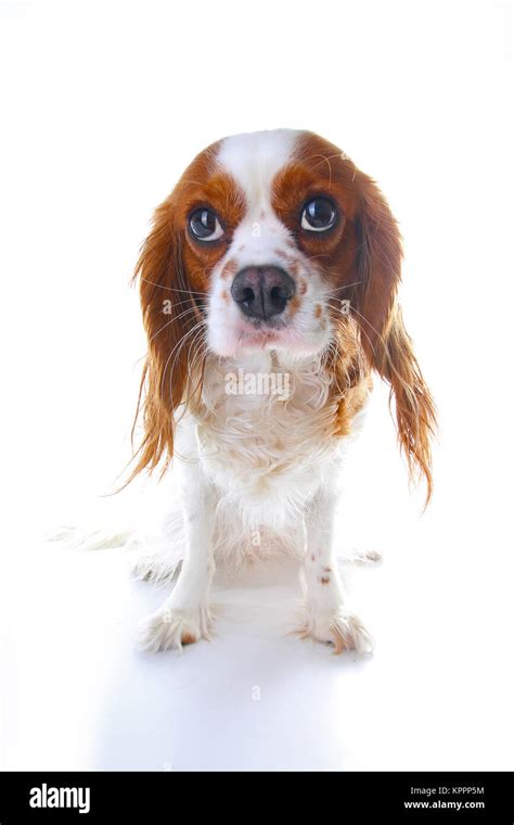 Guilty face. Dog with guilty face on isolated white studio background ...