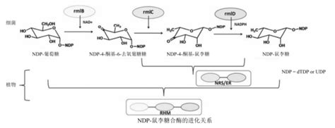 核苷酸糖udp 葡萄糖、阿拉伯糖、鼠李糖的生物合成步骤 德尔塔delta生物试剂