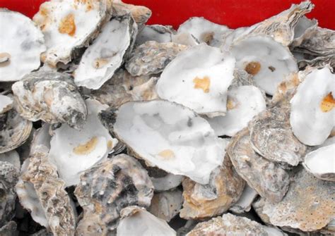 How To Use Oyster Shells In The Garden