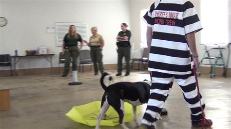 On The Go With Bcso Episode Paws And Stripes College Youtube