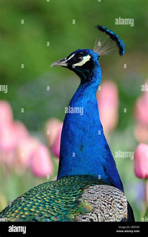 Indian Peafowl Pavo Cristatus Adult Male Stock Photo Alamy