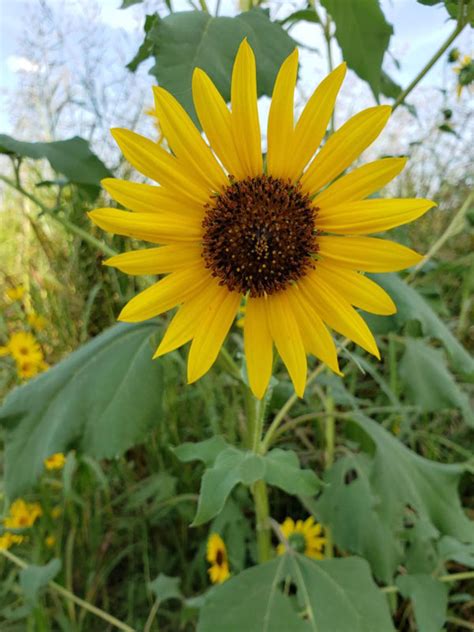 Annual Sunflower | Oklahoma State University