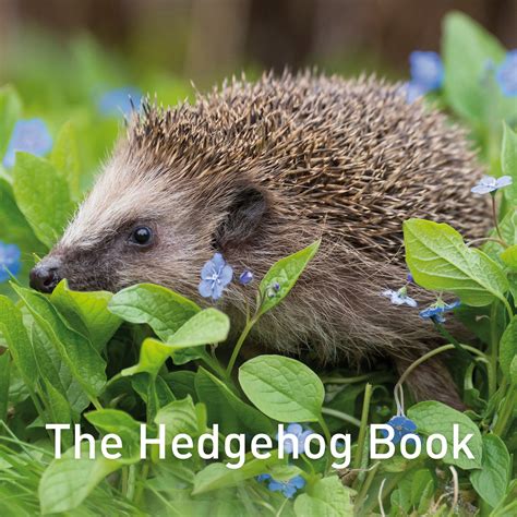 The Hedgehog Book — Great English Outdoors