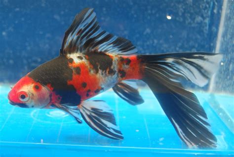 √ Black Cold Water Fish With Big Eyes Fischlexikon