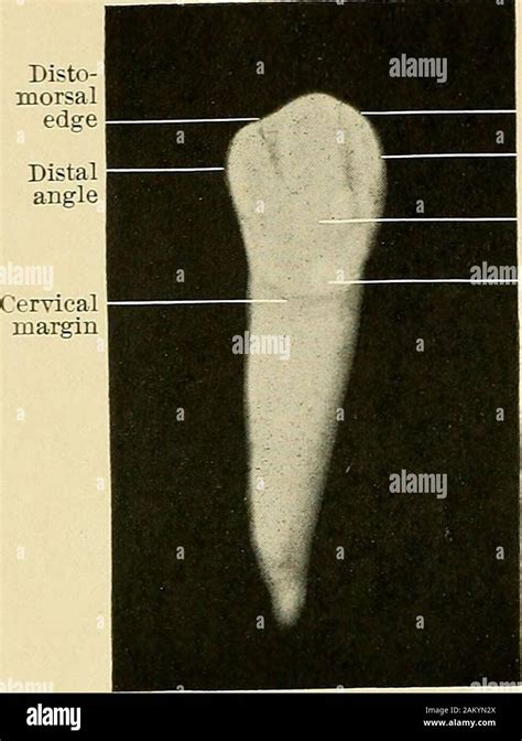 Superior Labial Hi Res Stock Photography And Images Alamy