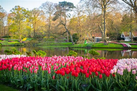 Tulips in Dutch Tulip Garden Keukenhof in the Netherlands Stock Photo ...