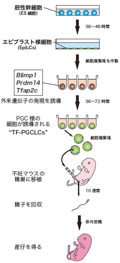 多能性幹細胞から遺伝子を用いて生殖細胞を誘導することに成功 京都大学