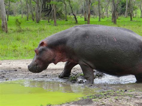 Prehistoric Hippo Photograph by Exploramum Exploramum