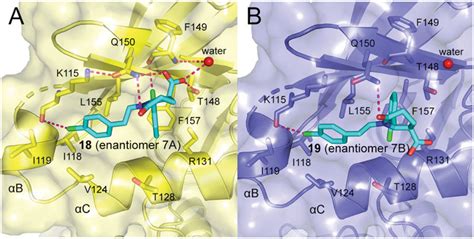 (A) Cartoon/surface representations of the interaction between 18 with ... 