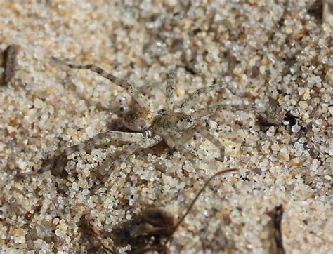 Lycosidae Arctosa Littoralis Bugguide Net