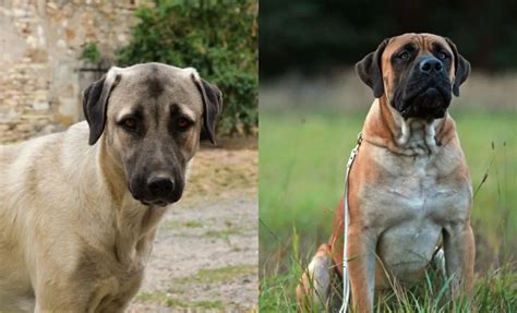 16 Anatolian Shepherd Mixes With Pictures To Show