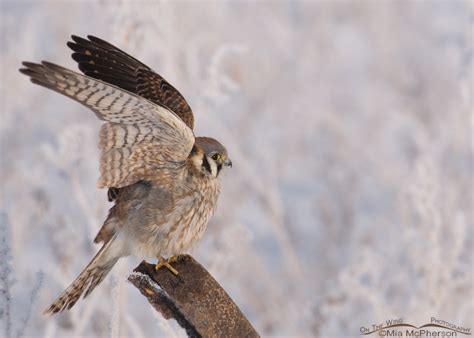 Female American Kestrel Lifting Off From A Rusty Metal Strap Mia