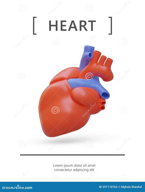 Poster Verticale Con Cuore Realistico Organo Umano Anatomicamente