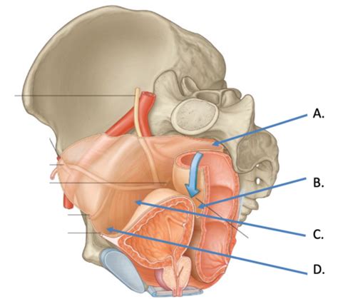 Module 5 Pelvis And Perineum Flashcards Quizlet