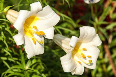 Lirios Blancos Una Flor De Lis Heráldica Flores En El Macizo De Flores