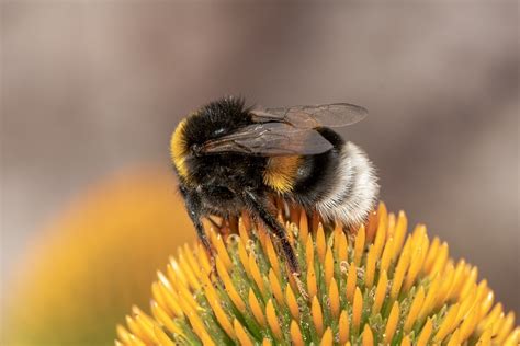 Heath The Bumble Bee Kryptarum The Free Photo On Pixabay