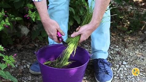 Comment Préparer le Purin de Prêle et LUtiliser au Jardin