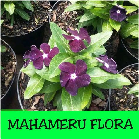 Jual Tanaman Hias Vinca Ungu Di Lapak Mahameru Flora Bukalapak