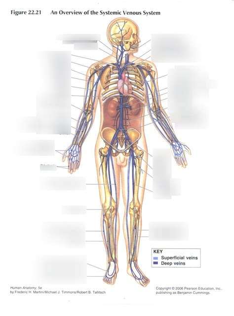 Overview Of The Systemic Venous System Diagram Quizlet