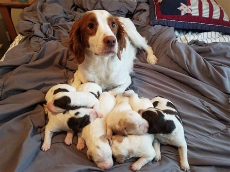 Brittany Spaniel Puppies MN | White Swan Brittanys