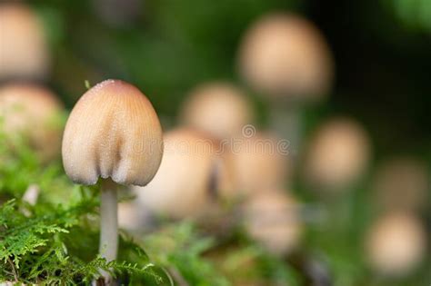 Mica Cap Coprinellus Micaceus Hongos Imagen De Archivo Imagen De