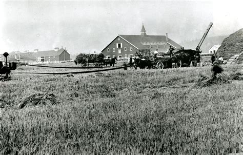 Colony Farm harvest - ARCHIVES