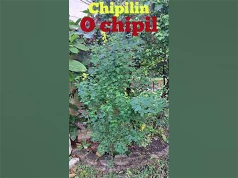 chipilin o chipil - YouTube