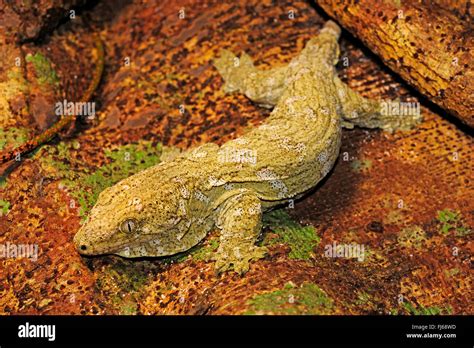 New Caledonian Giant Gecko Leachs Giant Gecko New Caledonia Giant