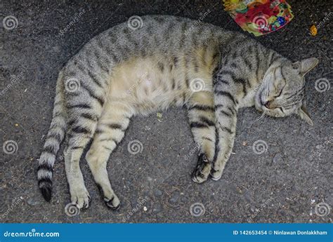 A Lazy Cat Sleeping on Road Stock Photo - Image of comfortable, rural ...