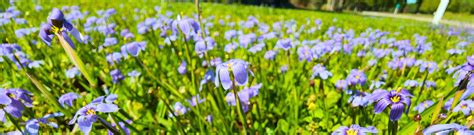 What Is That Lawn Ornament A Wildflower Turfgrass Blue Eyed Grass